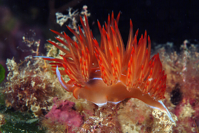 Dondice banyulensis